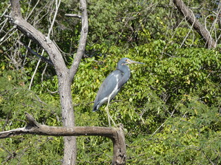 heron on a branch