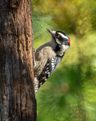 Downy Woodpecker