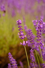 Close up of lavender and bee is flying around. High quality vertical foto