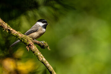 Carolina Chickadee