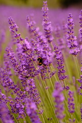 Close up of lavender and bee is flying around. High quality vertical foto