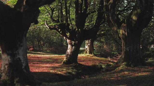 Contrasting landscape of beech forest with red leaves. Beautiful autumn weather and sun shining through huge trees in an old forest. Moss and cinematic frame. Gorbea Natural Park