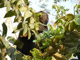 howler monkey eating leaves 