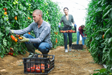 Team of young people works on a tomatoe plantation