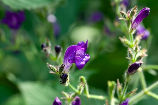 Kashmir acanthus, Strobilanthes atropurpureus