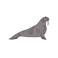 Vector hand drawn doodle sketch colored walrus isolated on white background