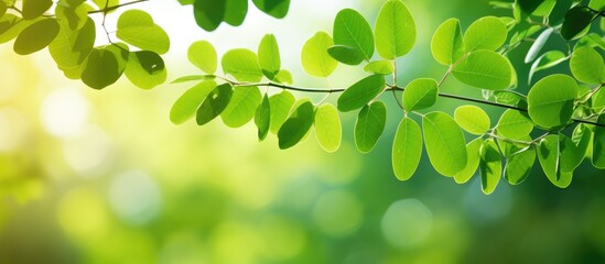 Natural light and medicinal plant Moringa leaves