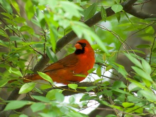 bird on a branch