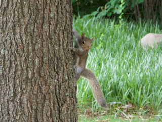 squirrel on a tree