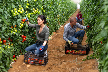 Women and a man harvest tomatoes in a greenhouse