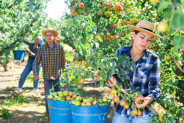 Young woman farmer with group of seasonal workers picking ripe organic pears in orchard