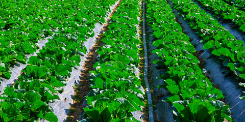 Vegetable farm in Daegu City South Korea, Napa cabbage plants with fresh green leaves in rows