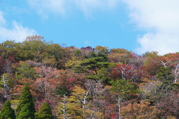 山のもみじの紅葉と青空とモミジ「紅葉狩り」
