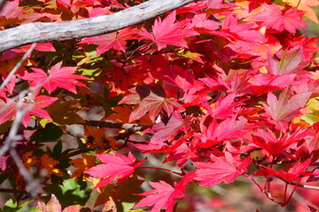秋のモミジ「紅葉狩り」真っ赤できれいなコハウチワカエデ