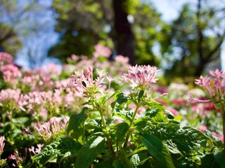 花畑のピンク色のペンタスのアップ
