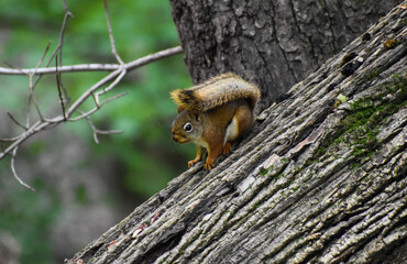 Naklejka na ściany i meble Red Squirrel (Tamiasciurus hudsonicus) on Fallen Tree in Forest
