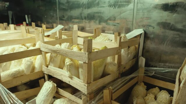 Wooden boxes filled with Chinese cabbages inside a transporting icehouse vehicle. Food safety and agriculture concept. High quality 4k footage
