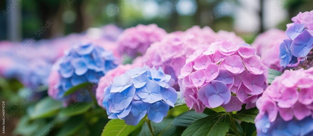 Sticker Hydrangea blooms both in garden and for Valentines Day