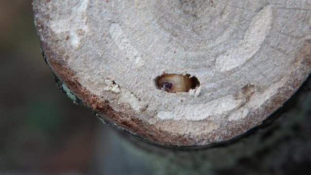 bark beetle larva in hole of tree