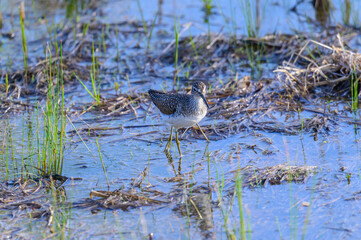 A Solitary Sandpiper walks on the shore of a pond at Ottawa National Wildlife Refuge, near Oak Harbor, Ohio.