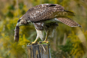 Red-tailed Hawk (Buteo jamaicensis) Perched on Trail Post Holding a Mouse in its Beak