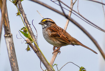 White-throated Sparrow (Zonotrichia albicollis) Perched in Brush