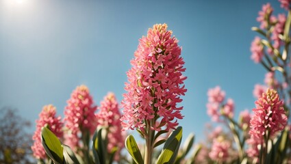 Fragrant Blooms: The Colorful Elegance of Hyacinth Flowers