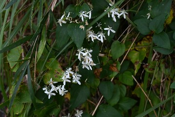 Sweet autumn clematis ( Clematis terniflora ) after flowering.
Ranunculaceae perennial semi-shrub...