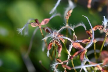 Sweet autumn clematis ( Clematis terniflora ) after flowering.
Ranunculaceae perennial semi-shrub vine. The reddish-brown fruits are egg-shaped and have dense silvery-white feathers on the style.