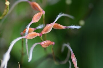 Sweet autumn clematis ( Clematis terniflora ) after flowering.
Ranunculaceae perennial semi-shrub...