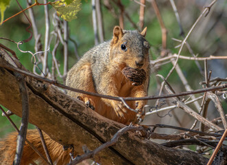 Naklejka na ściany i meble Fox Squirrel (Sciurus niger) Eating a Nut.