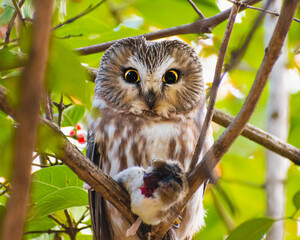 Northern Saw-whet Owl (Aegolius acadicus) Perched in Bush with Caught Mouse