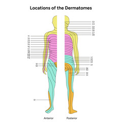 Location of the dermatomes major dermatomes and cutaneous nerves anterior and posterior view