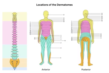 Fotobehang Location of the dermatomes major dermatomes and cutaneous nerves anterior and posterior view spinal cord © Oksana