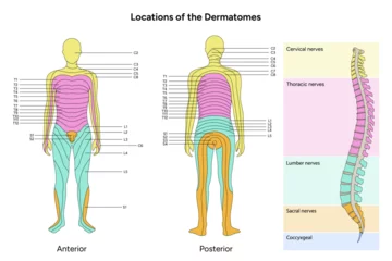 Fotobehang Location of the dermatomes major dermatomes and cutaneous nerves anterior and posterior view © Oksana