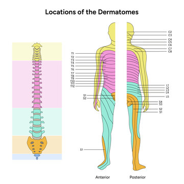 Location of the dermatomes major dermatomes and cutaneous nerves anterior and posterior view spinal cord