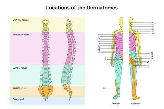Location of the dermatomes major dermatomes and cutaneous nerves anterior and posterior view spinal cord