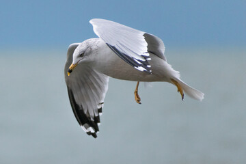 Ring-billed Gull (Larus delawarensis) in Flight Over Lake Erie.