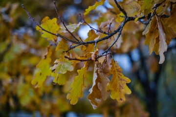 Yellow autumn leaves on an oak branch close-up