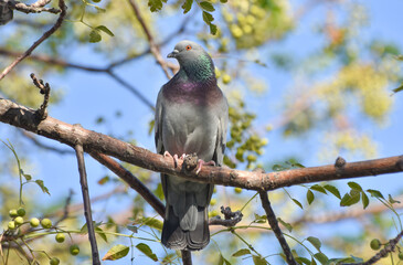 Pigeon on a branch of tree