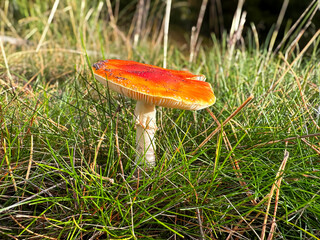 fly mushroom in autumn forest