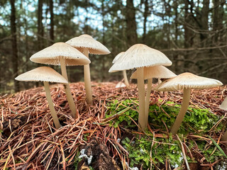 mushrooms in the forest, angel mushroom