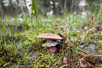 mushrooms in the forest