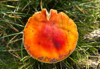 orange mushroom in the grass