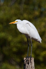 Garza blanca