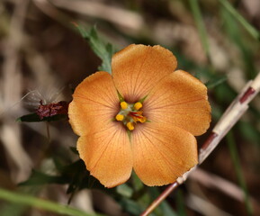 Flor de pastizal