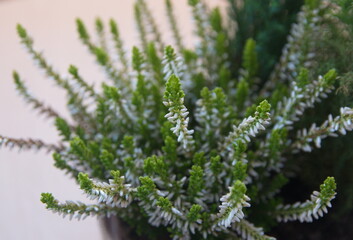 Blossom of white Calluna (common heather, ling, or simply heather, calluna vulgaris)