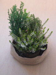 Blossom of white Calluna (common heather, ling, or simply heather, calluna vulgaris)