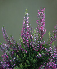 Blossom of purple - pink Calluna (common heather, ling, or simply heather, calluna vulgaris)