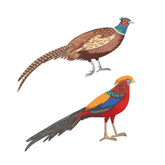 Male ring-necked pheasant and golden pheasant. Detailed vector color illustration isolated on white background.